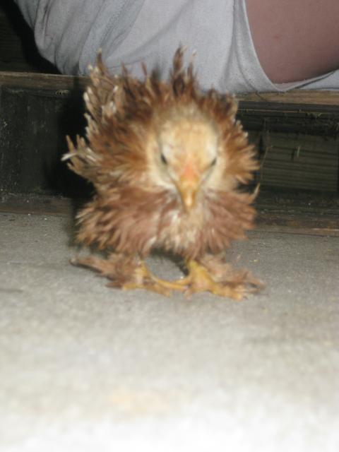 34813_chickenschicksand_eggs_091.jpg