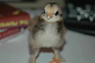34813_chickenschicksand_eggs_142.jpg