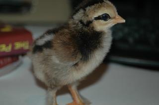 34813_chickenschicksand_eggs_143.jpg