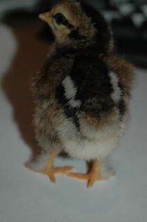34813_chickenschicksand_eggs_145.jpg