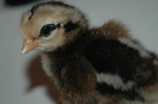 34813_chickenschicksand_eggs_146.jpg
