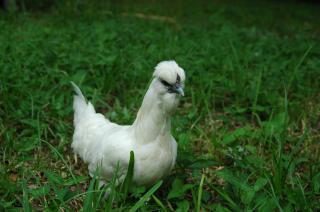 34813_chickenschicksand_eggs_184.jpg