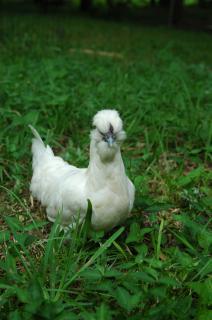 34813_chickenschicksand_eggs_185.jpg