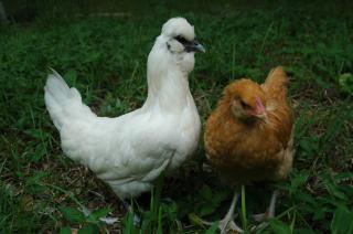 34813_chickenschicksand_eggs_187.jpg