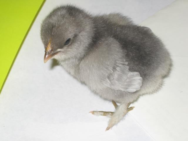 34813_chickenschicksand_eggs_201.jpg