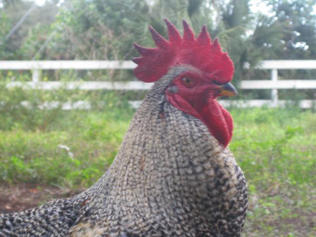 34813_chickenschicksand_eggs_332.jpg
