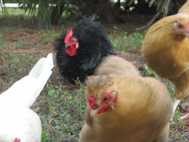34813_chickenschicksand_eggs_341.jpg