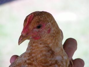 34828_r1.jpg