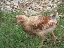 34828_redbarred1.jpg
