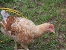 34828_redbarred3.jpg