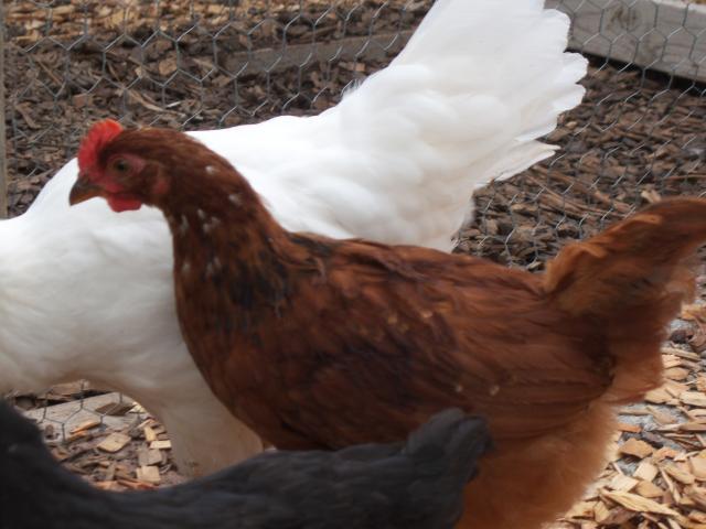 34867_rooster2.jpg