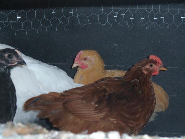 34867_rooster4.jpg