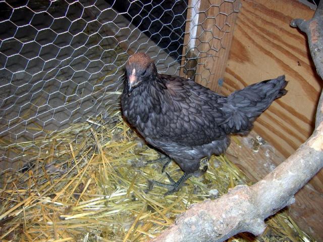 34877_pullet_1.jpg
