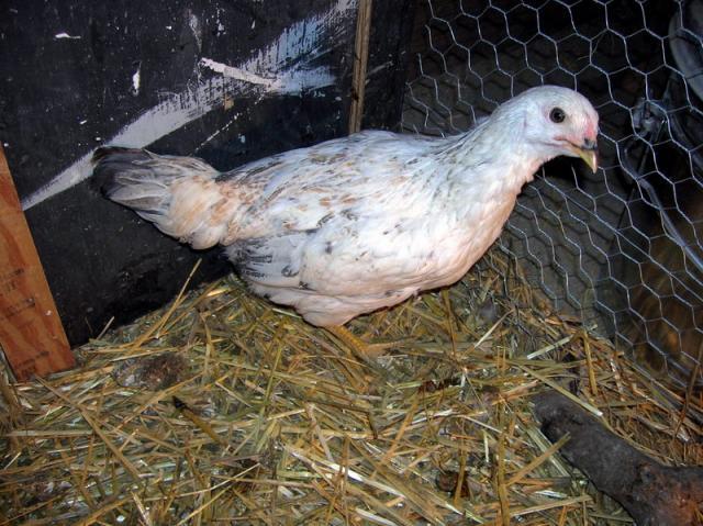 34877_pullet_2_a.jpg