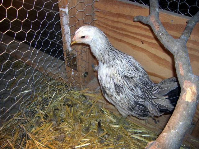 34877_pullet_3_a.jpg