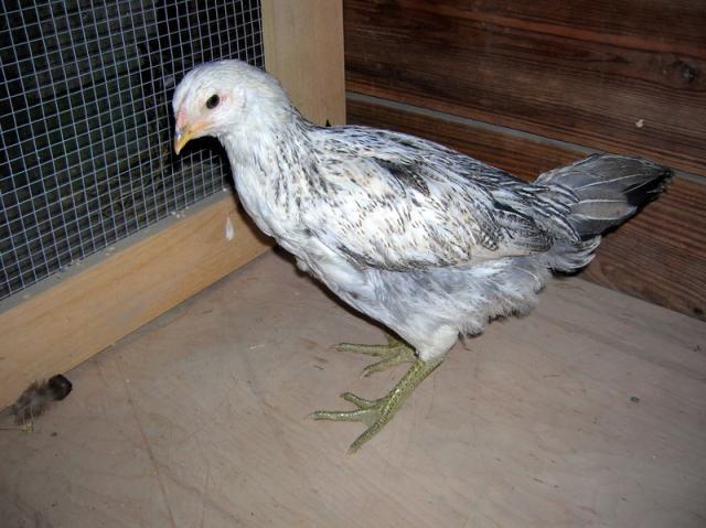 34877_pullet_3_b.jpg