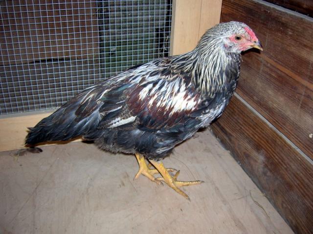 34877_roo_1_a.jpg