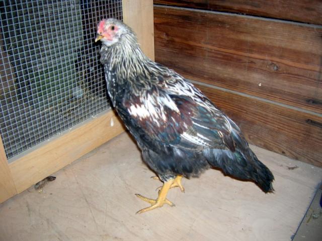 34877_roo_1_b.jpg