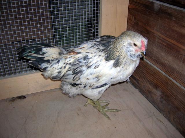 34877_roo_2_a.jpg