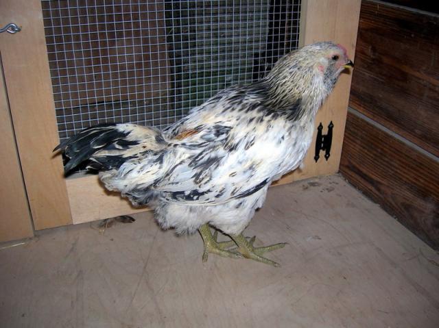 34877_roo_2_b.jpg