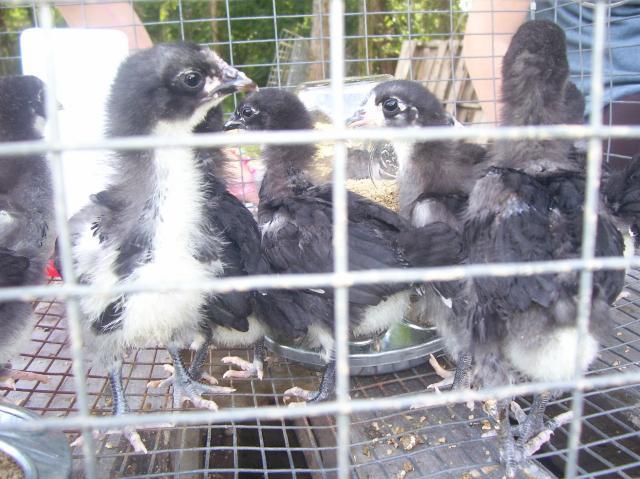 34883_australorp_babies_2.jpg