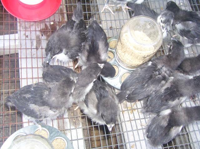 34883_australorp_babies_3.jpg