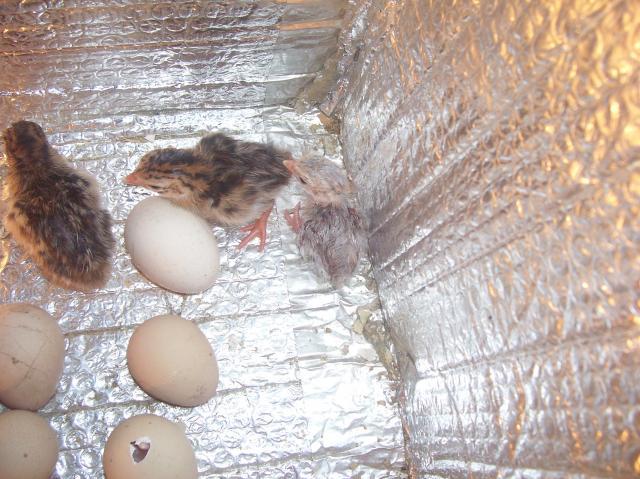 34883_guinea_002.jpg