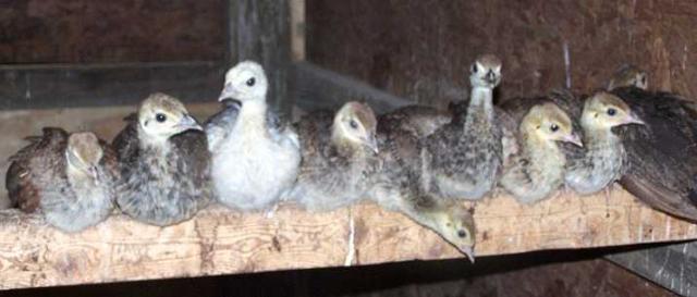 3488_9peachicks.jpg
