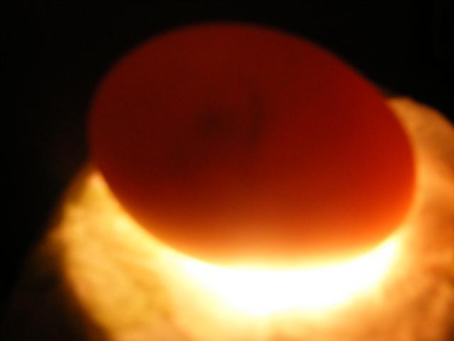34905_candled_eggs_day_5_002.jpg