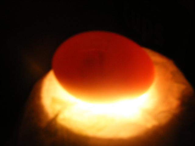 34905_candled_eggs_day_5_004.jpg
