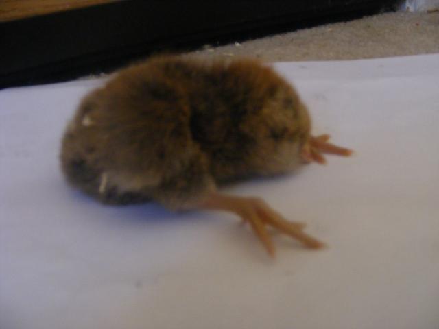 34905_chick_that_cant_stand.jpg