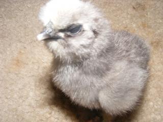 34905_chicks_010.jpg