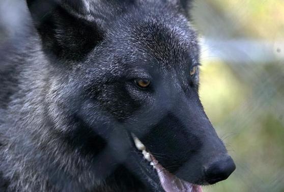 3490_timber_wolf.jpg