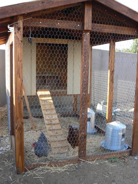 34986_chickens_002.jpg