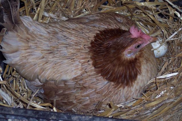 35009_brooder2.jpg