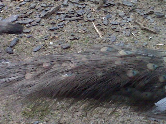 35016_tail.jpg