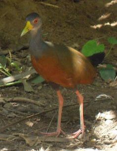 35034_wood_rail23_2009_0704.jpg