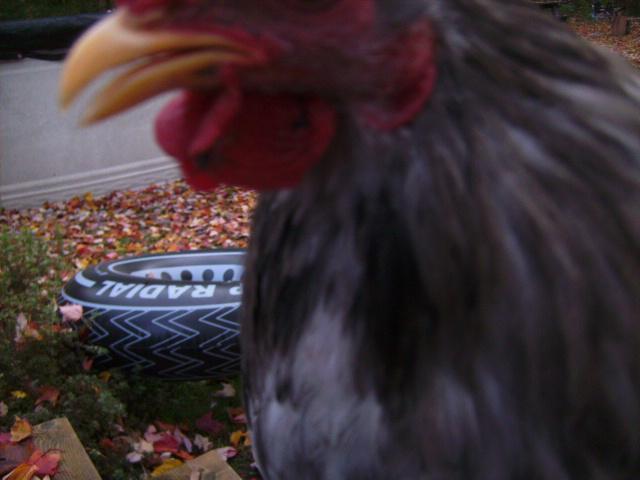 35054_chicks_to_chickens_recent_pics_10-11-09_ish_335.jpg
