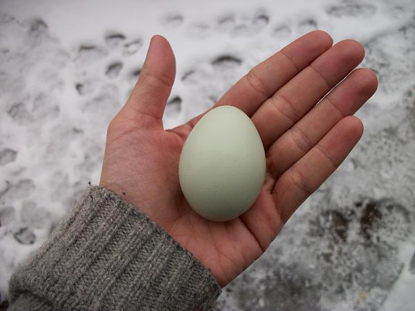 35059_egg_in_hand.jpg