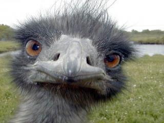 350_ostrich_001.jpg