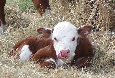 35132_baby_calf.jpg