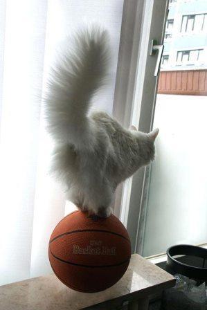 35132_pic_27.jpg