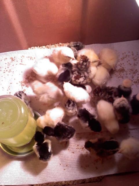 35167_chicks.jpg