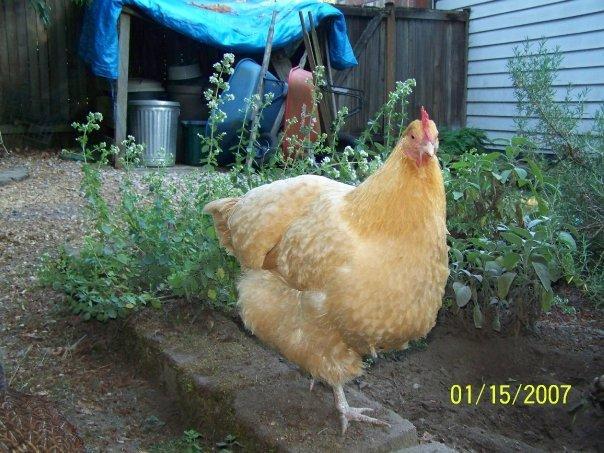 35175_phoebe_hen.jpg