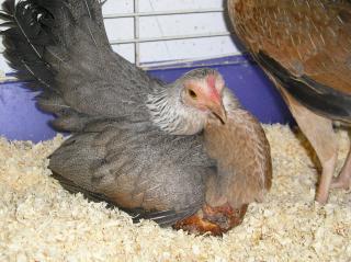 35187_pixie_hatches_bread.jpg