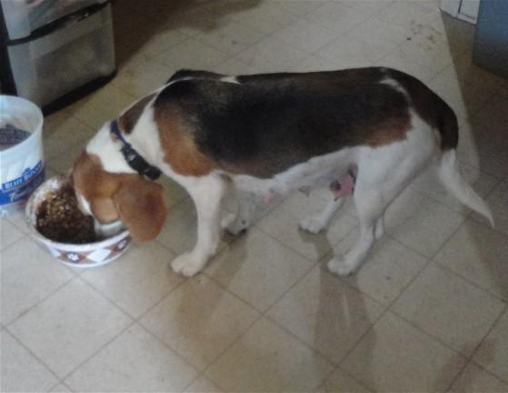 3524_annieeatingwhenpupsare6weeksold.jpg