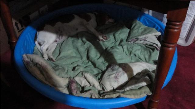 3524_annieinherwhelpingboxswimmingpool.jpg