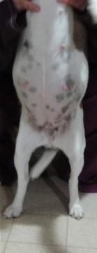 3524_anniestummy7weeks.jpg