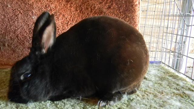 3524_blackbuckminirex.jpg