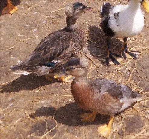 3524_creastedcallducks.jpg